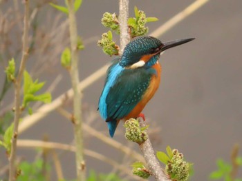 2023年4月2日(日) 境川(境橋付近)の野鳥観察記録