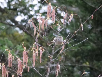 Japanese Bush Warbler 自宅 Mon, 4/3/2023