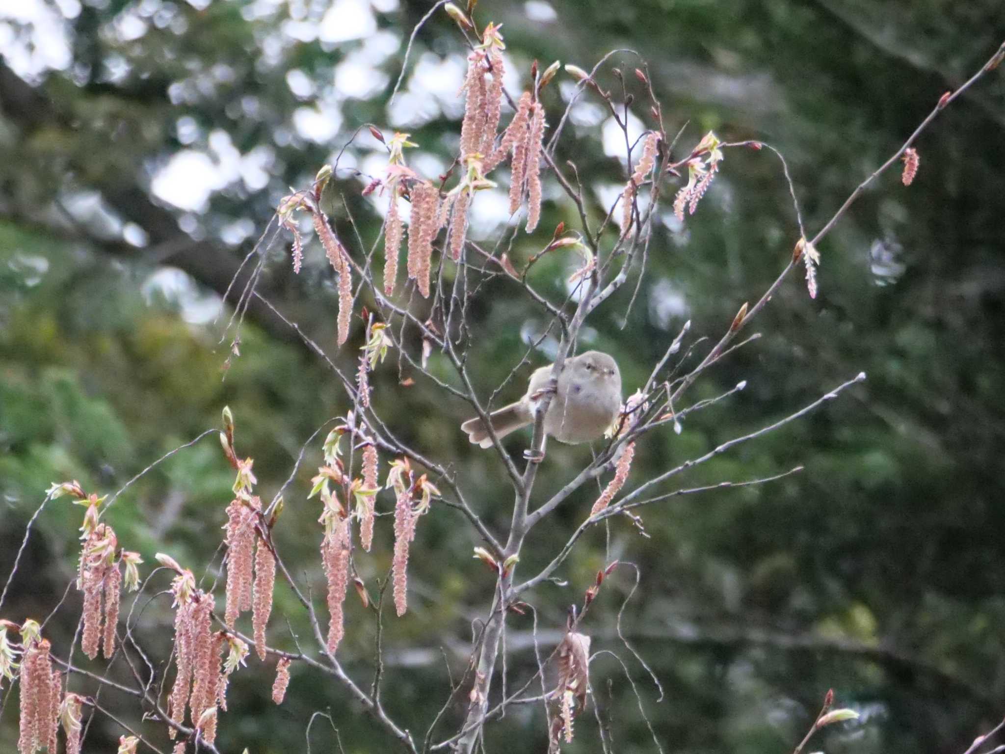 朝っぱらから・・と、にらまれた・・。 by little birds