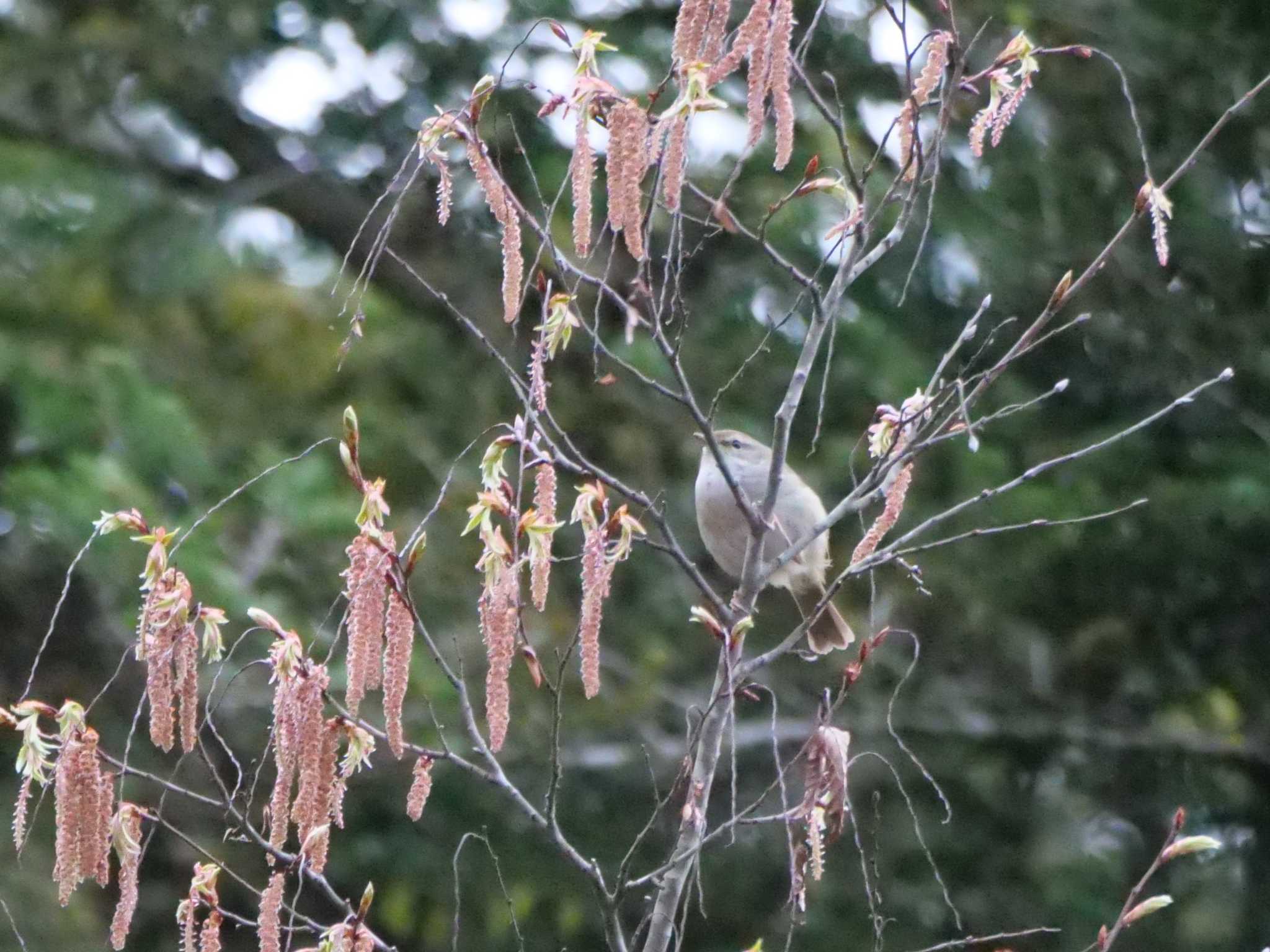 Photo of Japanese Bush Warbler at 自宅 by little birds