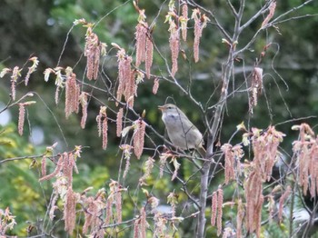 Japanese Bush Warbler 自宅 Mon, 4/3/2023