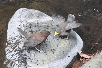 2023年4月2日(日) 日向渓谷の野鳥観察記録