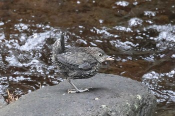 カワガラス 日向渓谷 2023年4月2日(日)