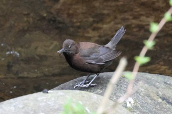 カワガラス 日向渓谷 2023年4月2日(日)