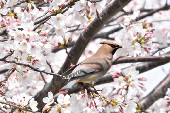 ヒレンジャク 堺市内 2023年4月2日(日)