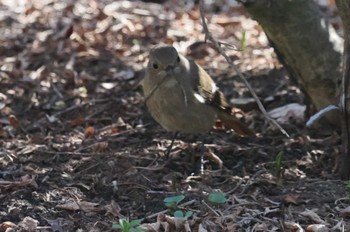 ジョウビタキ 塩嶺御野立公園 2023年4月2日(日)