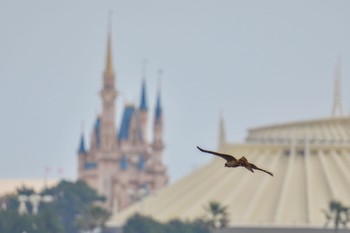 トビ 葛西臨海公園 2023年4月2日(日)