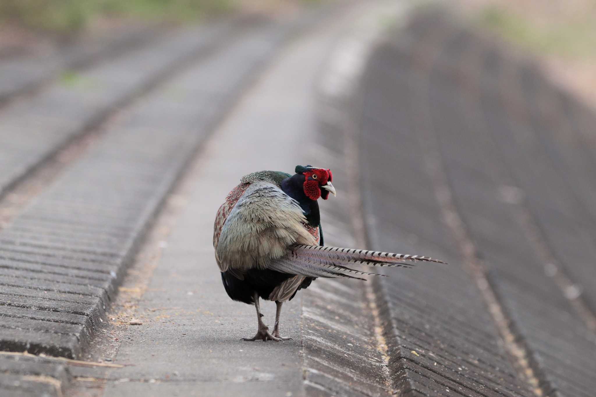 Green Pheasant