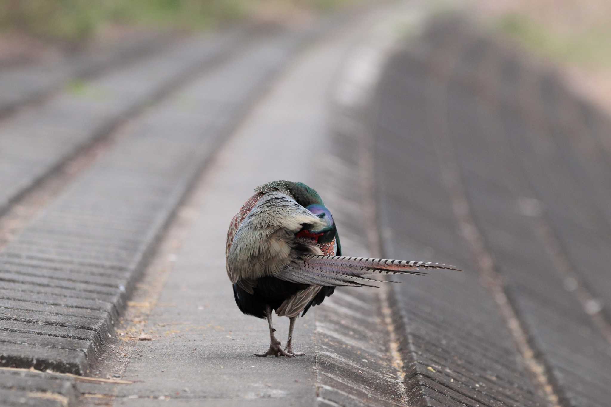 Green Pheasant