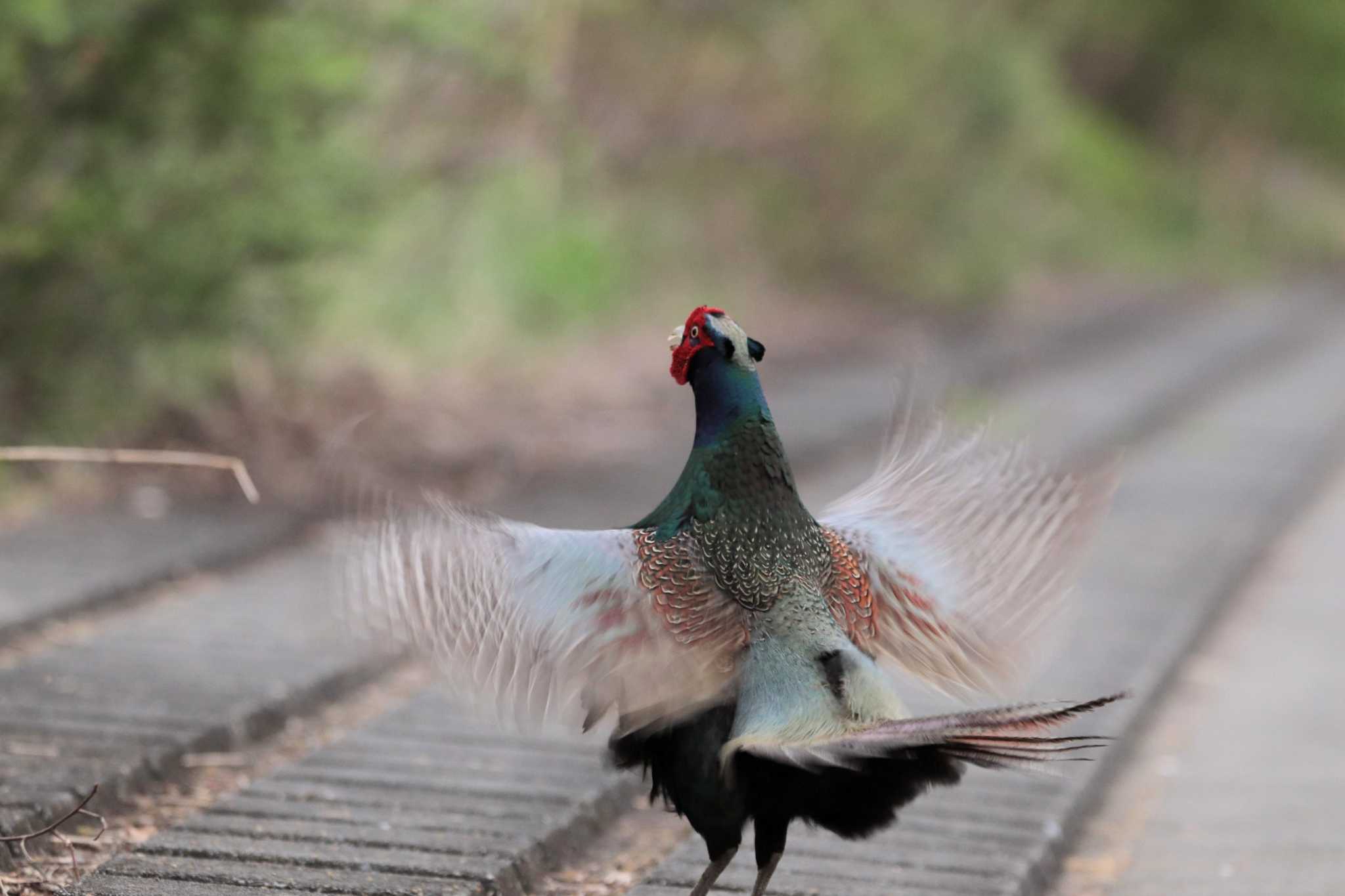 Green Pheasant