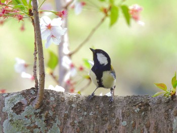 シジュウカラ 公園 2023年4月2日(日)