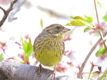 アオジ 公園 2023年4月2日(日)