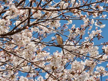 セアカモズ 兵庫県 2023年4月1日(土)