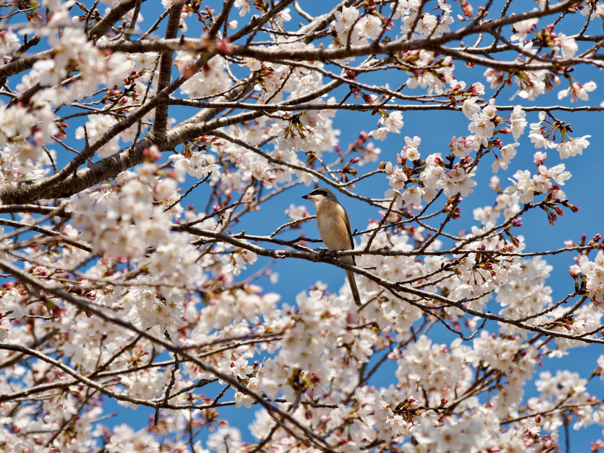 Photo of Red-backed Shrike at 兵庫県 by speedgame