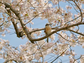 セアカモズ 兵庫県 2023年4月1日(土)