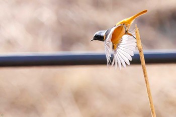 Daurian Redstart Watarase Yusuichi (Wetland) Thu, 2/23/2023