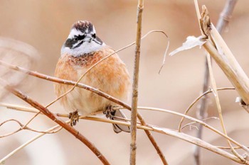 Meadow Bunting Watarase Yusuichi (Wetland) Thu, 2/23/2023