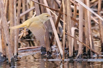 Japanese Bush Warbler Watarase Yusuichi (Wetland) Thu, 2/23/2023