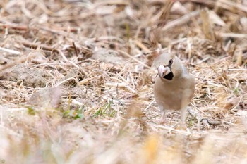 Hawfinch Watarase Yusuichi (Wetland) Thu, 2/23/2023