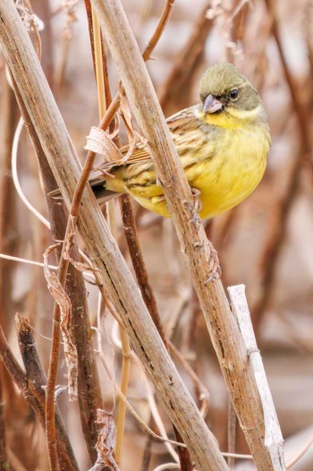 Masked Bunting Watarase Yusuichi (Wetland) Thu, 2/23/2023