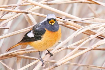 Daurian Redstart Watarase Yusuichi (Wetland) Thu, 2/23/2023