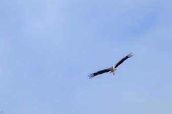 Oriental Stork Watarase Yusuichi (Wetland) Thu, 2/23/2023