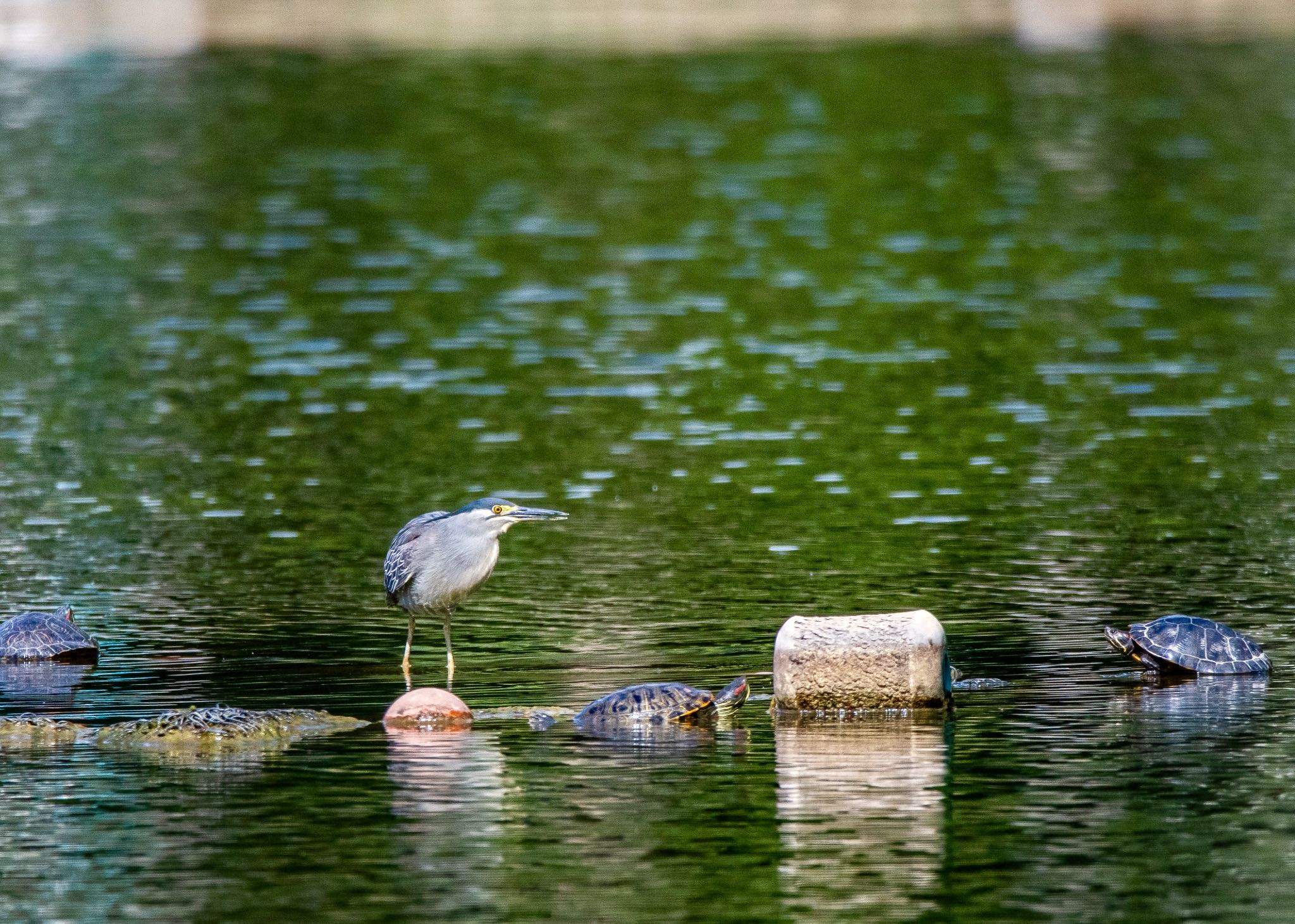 都立浮間公園 ササゴイの写真 by しゃちく(週末のすがた)