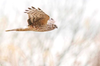 Hen Harrier Watarase Yusuichi (Wetland) Thu, 2/23/2023