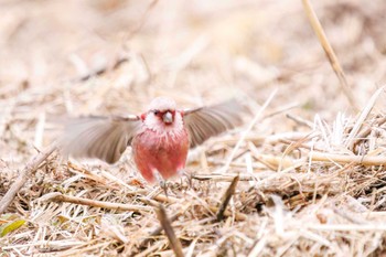 Siberian Long-tailed Rosefinch Watarase Yusuichi (Wetland) Thu, 2/23/2023