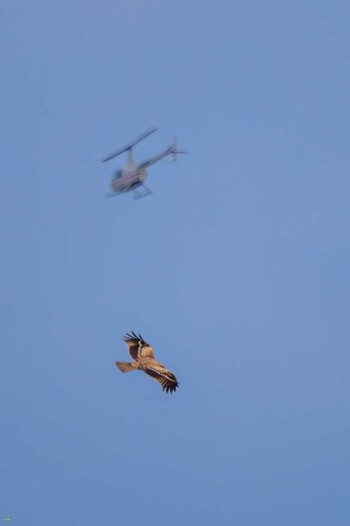 Eastern Buzzard Watarase Yusuichi (Wetland) Thu, 2/23/2023