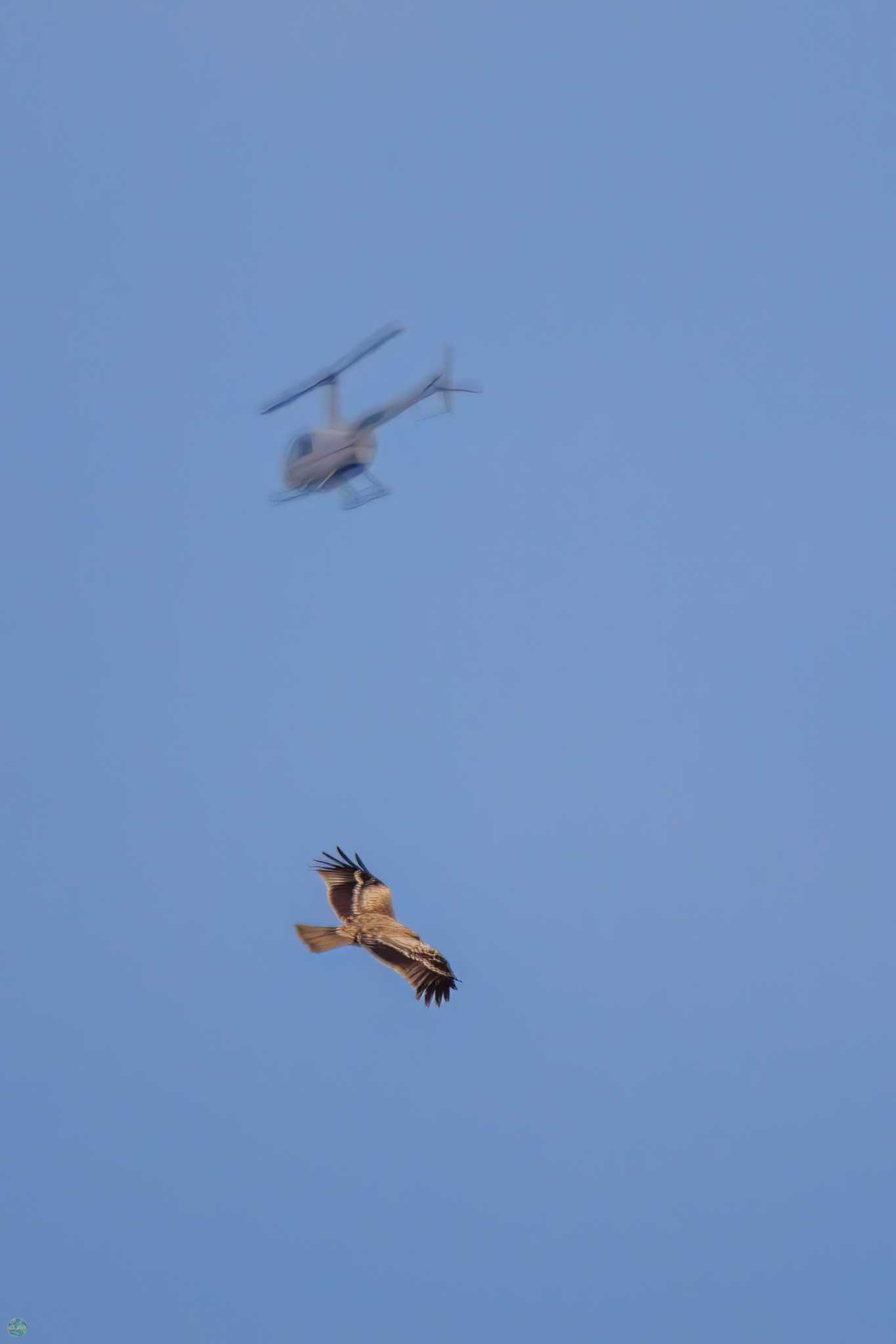 Photo of Eastern Buzzard at Watarase Yusuichi (Wetland) by d3_plus