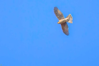 Japanese Sparrowhawk Watarase Yusuichi (Wetland) Thu, 2/23/2023