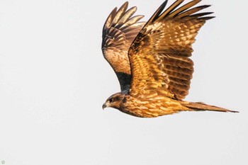 Black Kite Watarase Yusuichi (Wetland) Thu, 2/23/2023