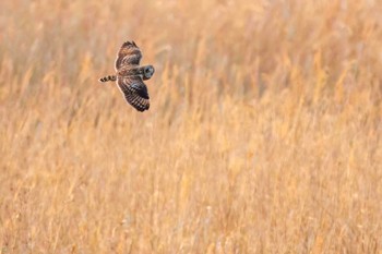 Short-eared Owl Watarase Yusuichi (Wetland) Thu, 2/23/2023