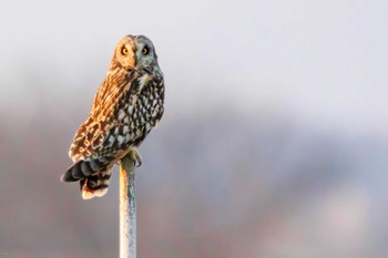 Short-eared Owl Watarase Yusuichi (Wetland) Thu, 2/23/2023