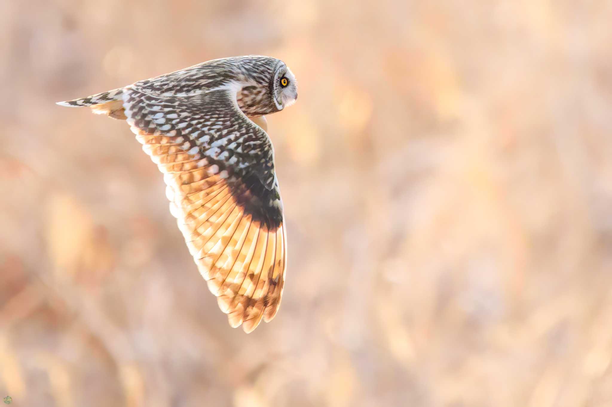 Photo of Short-eared Owl at Watarase Yusuichi (Wetland) by d3_plus