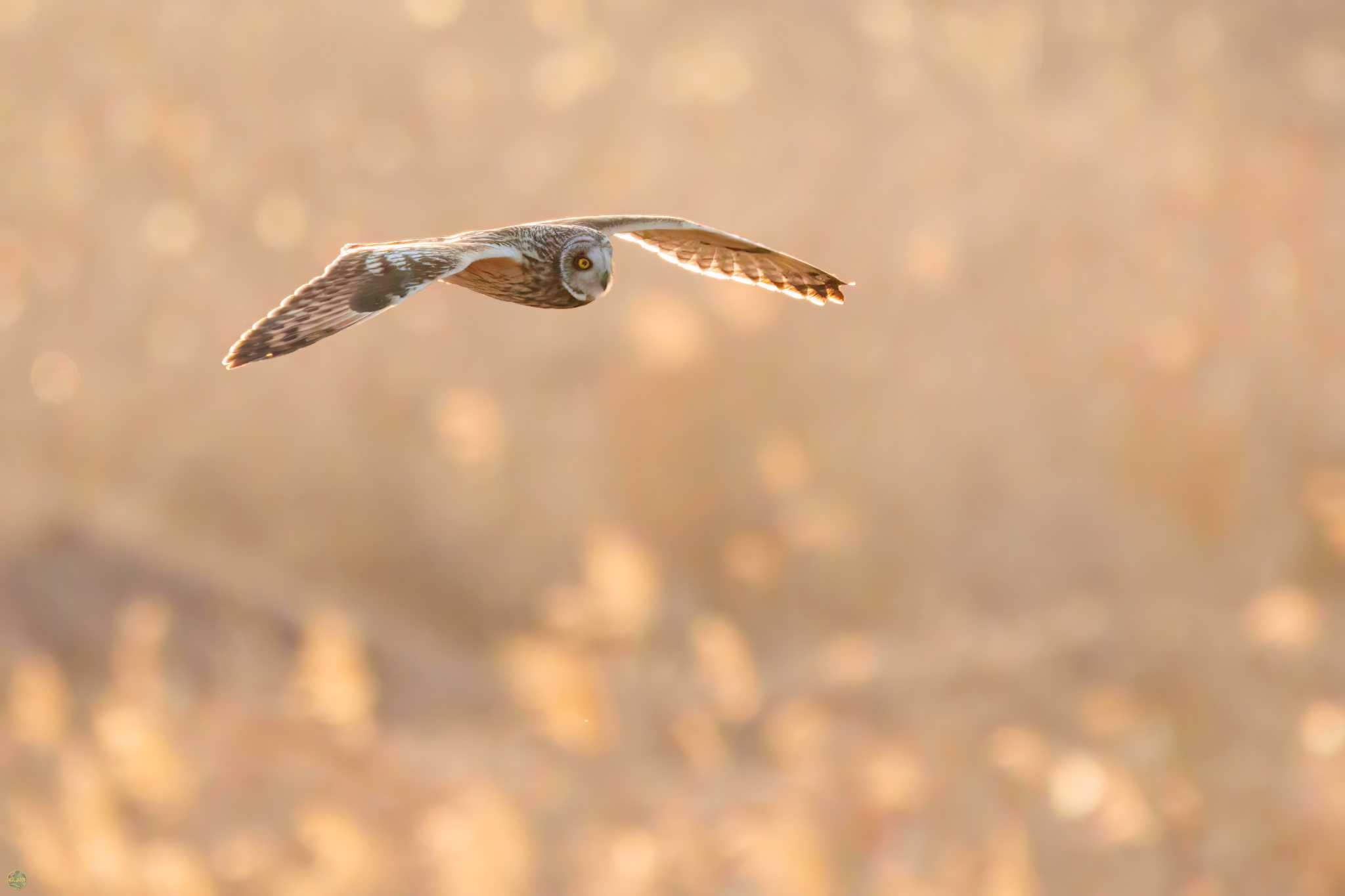 Photo of Short-eared Owl at Watarase Yusuichi (Wetland) by d3_plus