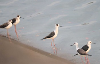 2023年4月2日(日) 土留木川河口(東海市)の野鳥観察記録