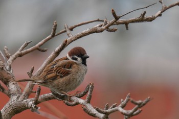 スズメ 葛西臨海公園 2023年4月2日(日)