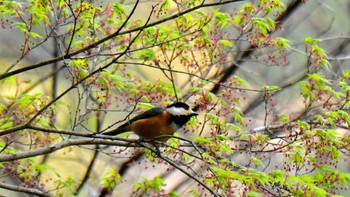 Varied Tit 小國神社周辺 Sun, 4/2/2023