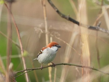 ニュウナイスズメ 栃木県 2023年4月3日(月)