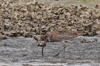 ホウロクシギ 葛西臨海公園 2023年4月2日(日)