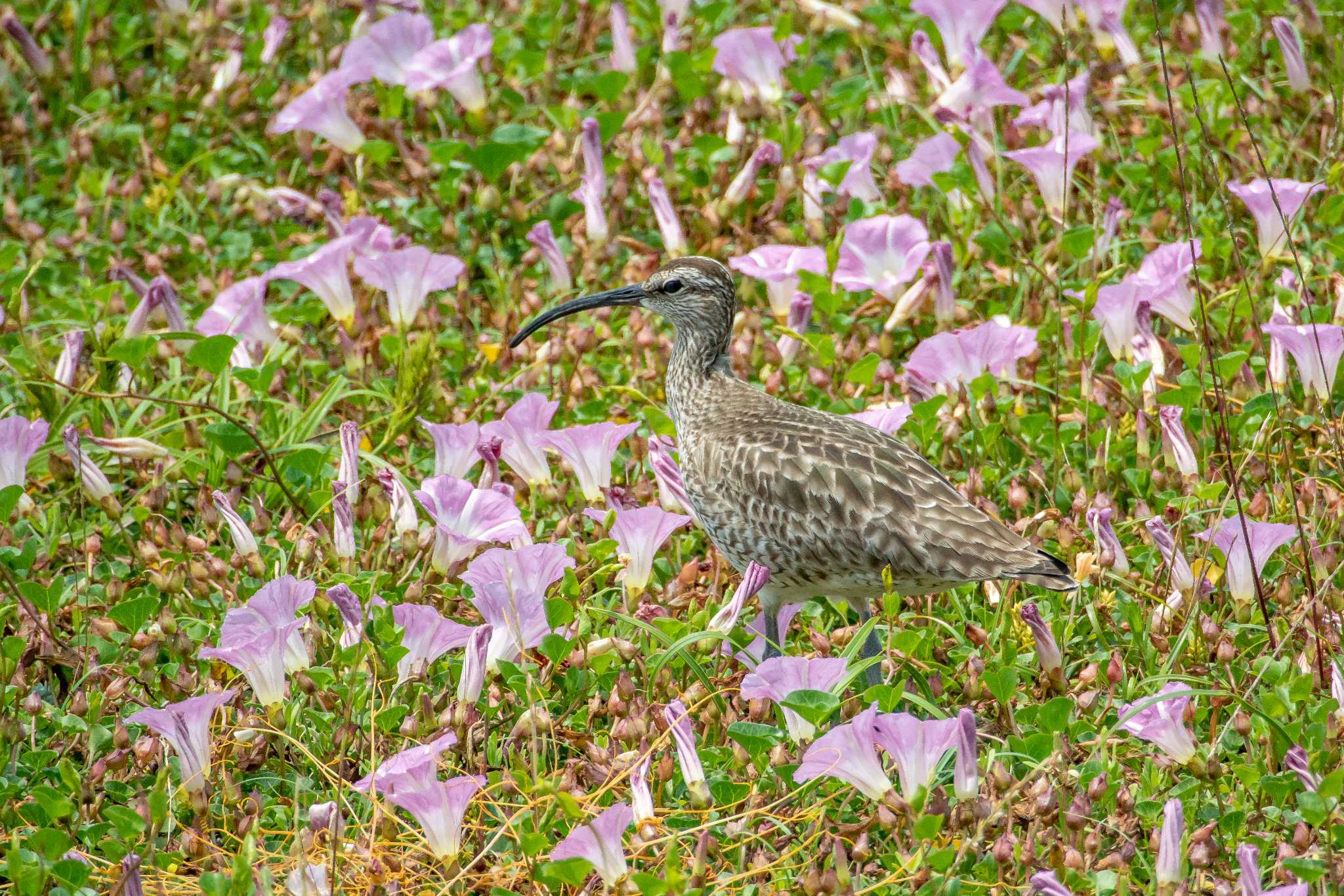 Photo of Eurasian Whimbrel at 藤江海岸(兵庫県明石市) by ときのたまお