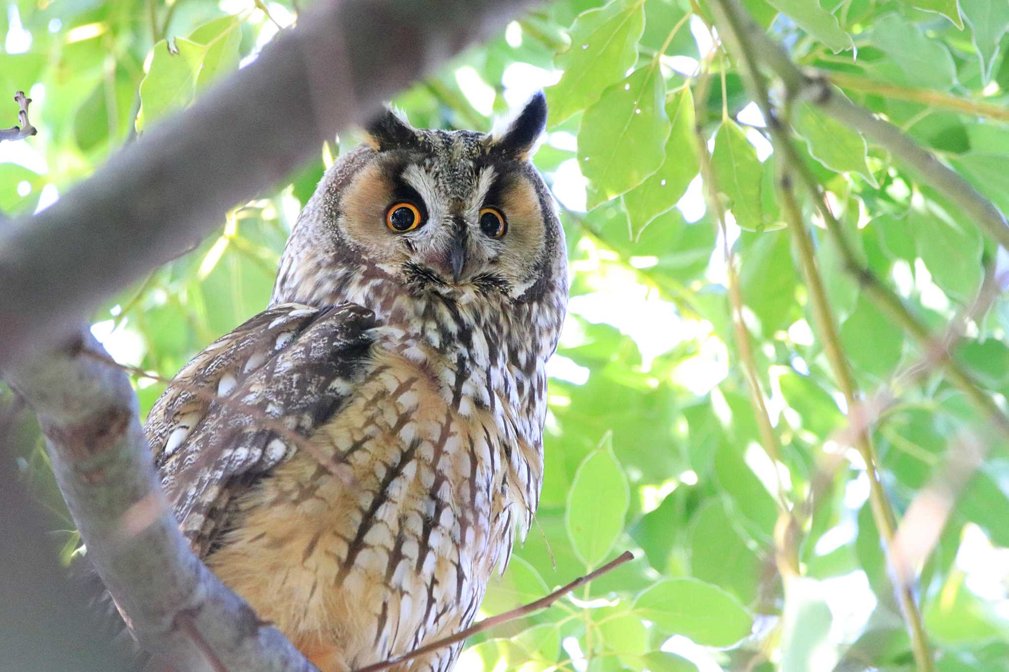 Photo of Long-eared Owl at 神奈川県寒川町 by とみやん