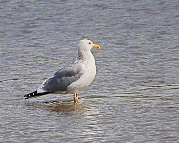 Yellow-legged Gull 大和川下流 Sun, 4/2/2023