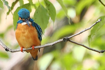 カワセミ 千里南公園 2023年4月2日(日)