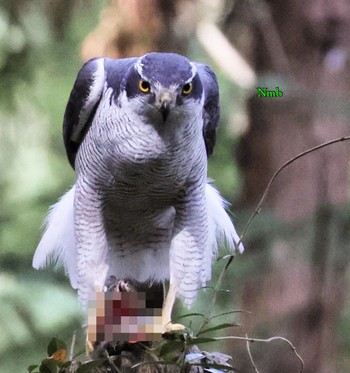 Eurasian Goshawk Unknown Spots Unknown Date