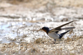 Barn Swallow 珠洲市 Mon, 4/3/2023