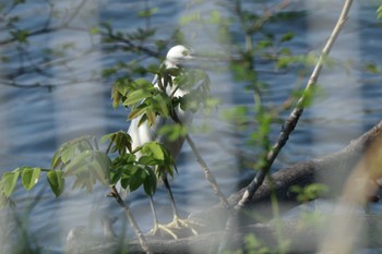 コサギ 鶴見川 2023年4月1日(土)