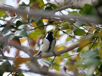 Japanese Tit 自宅 Sun, 4/2/2023